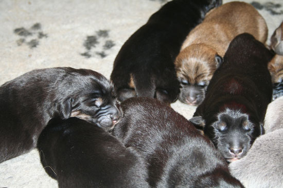 Bébés Ghimalaya 2010