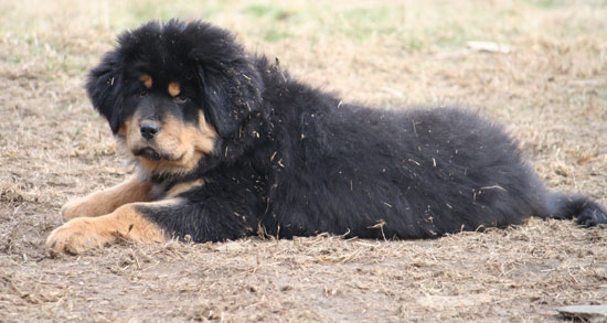 Chiot 2009