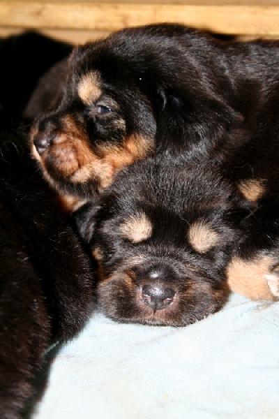 Chiots 2008