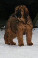 CHIOT