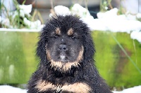 CHIOT
