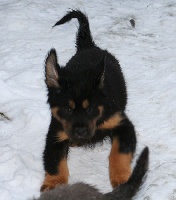 CHIOT
