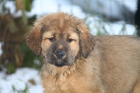 CHIOT