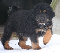 CHIOT