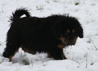 CHIOT