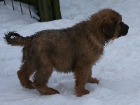CHIOT