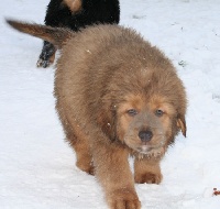 CHIOT