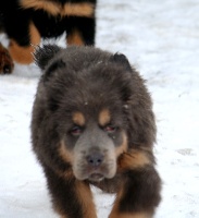 CHIOT